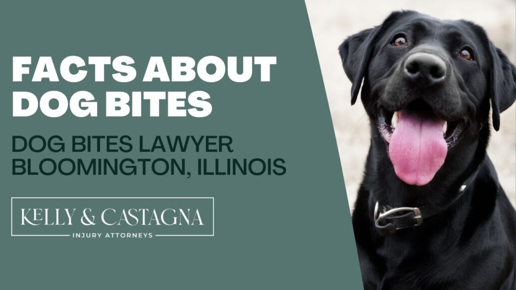 Dog Bites Lawyer Bloomington Illinois | Kelly and Castagna | Dog Bites Lawyer Near Me